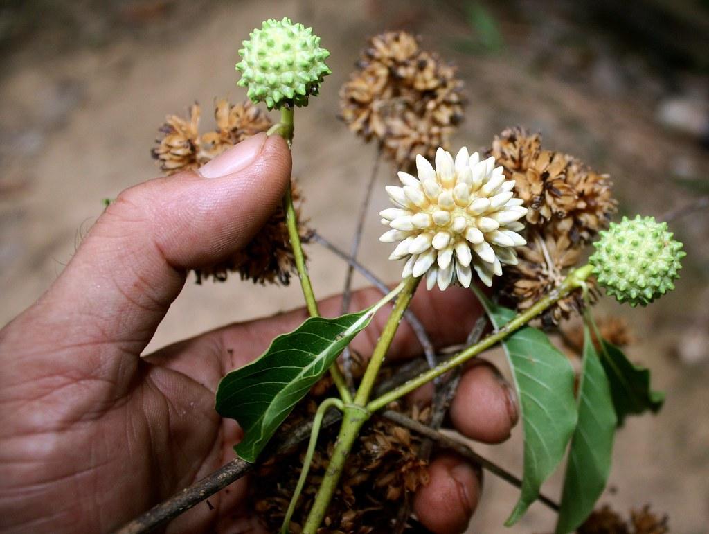 Mitragyna speciosa (Korth.) Havil.