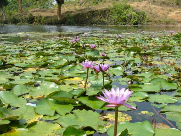 Blauer Lotus Feld