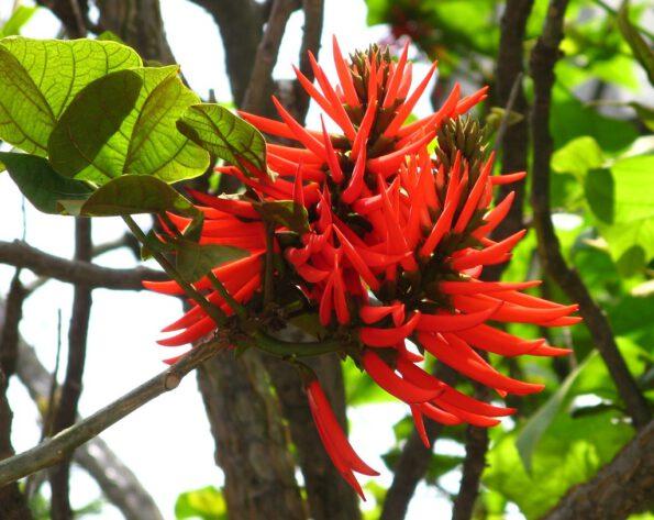 Mulungu Baum Blüte