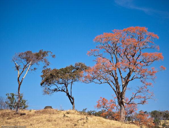 Ausgewachsener Mulungu Korallenbaum