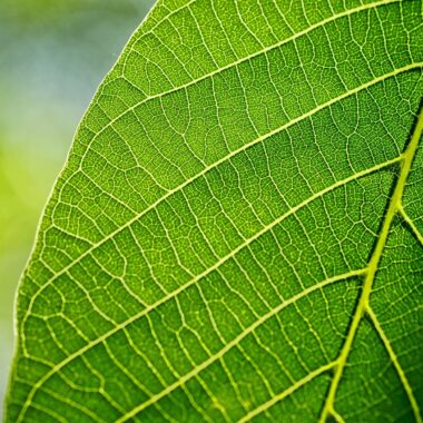 Elephant Kratom – Was ist Elephant Kratom?