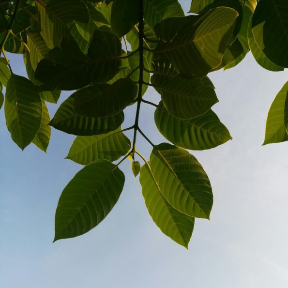Horned Kratom – Seltene Rarität oder cleveres Marketing? 2 Gesundes Kratom Blatt