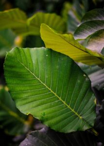 Kratom bestellen – So bestellst du sicher online Kratom