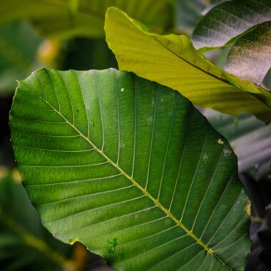 Horned Kratom – Seltene Rarität oder cleveres Marketing? 1 Horned Kratom – Seltene Rarität oder cleveres Marketing?