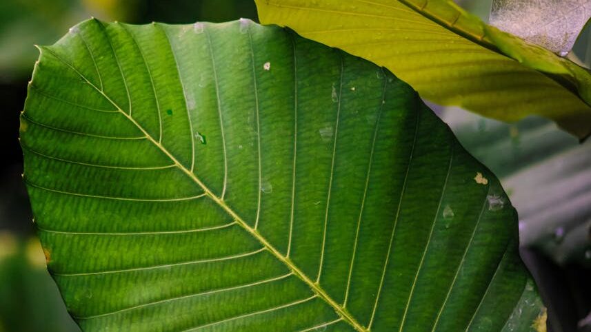 Horned Kratom – Seltene Rarität oder cleveres Marketing? 1 Horned Kratom Blatt