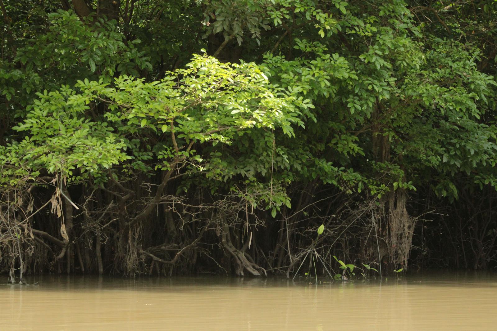 Das Leben der Kratombauern – Wie sieht der Alltag im Anbaugebiet auf Borneo aus? 2 Kratom-Bäume am Flussufer auf Borneo