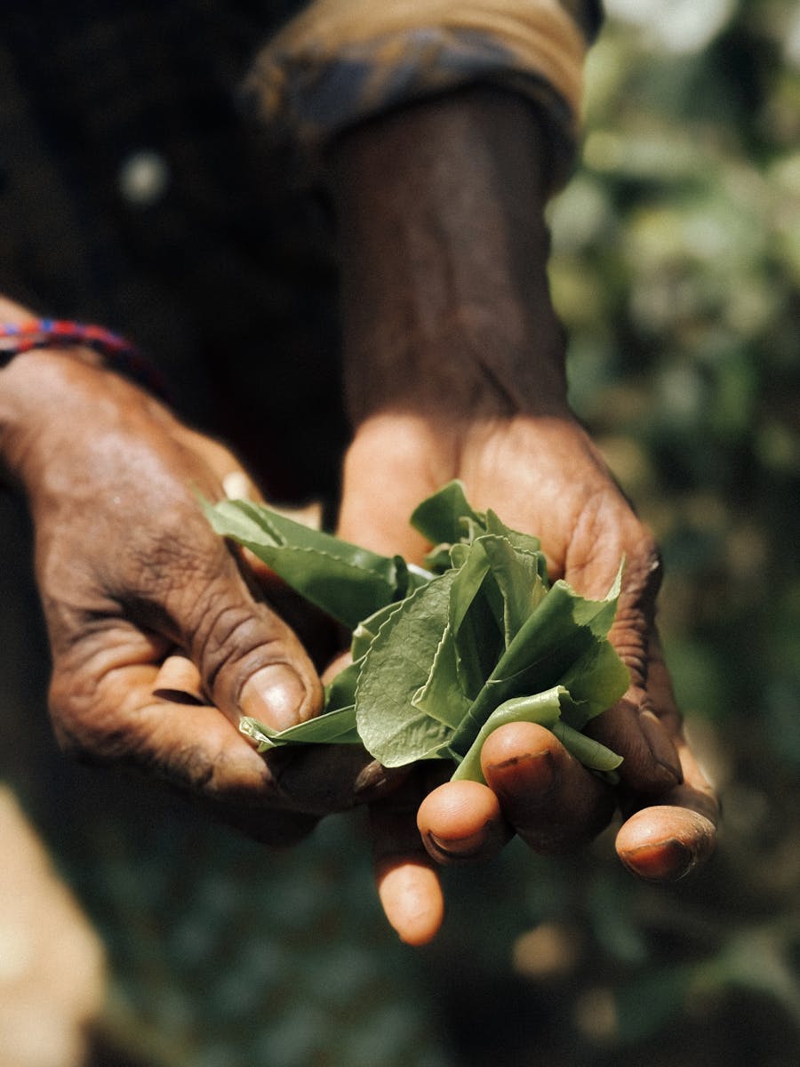 Red Bentuangie Kratom - Was ist Red Bentuangie Kratom und welche Vorteile hat es? 3 Kratom-Blätter werden in Westkalimantan auf traditionelle Art weiterverarbeitet