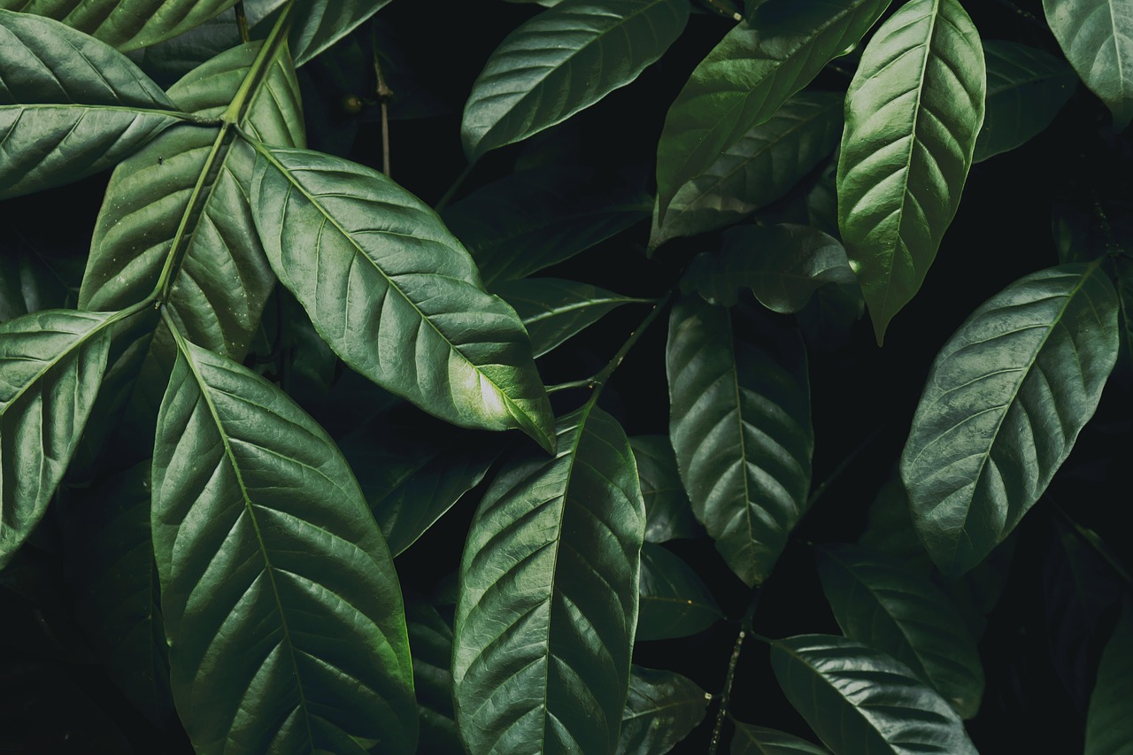 Geschichte des Kratom in Thailand – Verbot & Legalisierung 3 Frische grüne Blätter eines tropischen Baumes