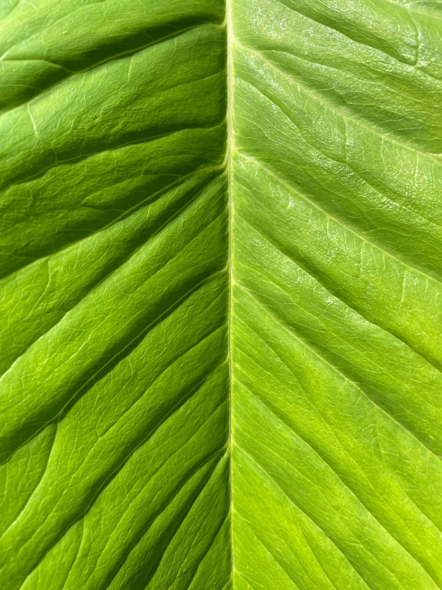 Das Leben der Kratombauern – Wie sieht der Alltag im Anbaugebiet auf Borneo aus? 3 Großes grünes Kratom-Blatt in Nahaufnahme