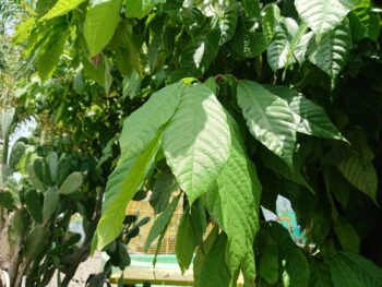 Kratom Alternativen – Welche Alternativen zu Kratom gibt es?