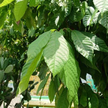 Kratom Potenz - Auswirkung von Klima und Wetter auf Kratom 3 Kratom Potenz – Auswirkung von Klima und Wetter auf Kratom