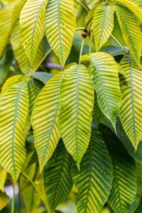 Kratom Alternativen – Welche Alternativen zu Kratom gibt es?