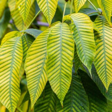 Yellow Kratom – Was ist Yellow Kratom und welche Vorteile hat es? 2 Yellow Kratom – Was ist Yellow Kratom und welche Vorteile hat es?