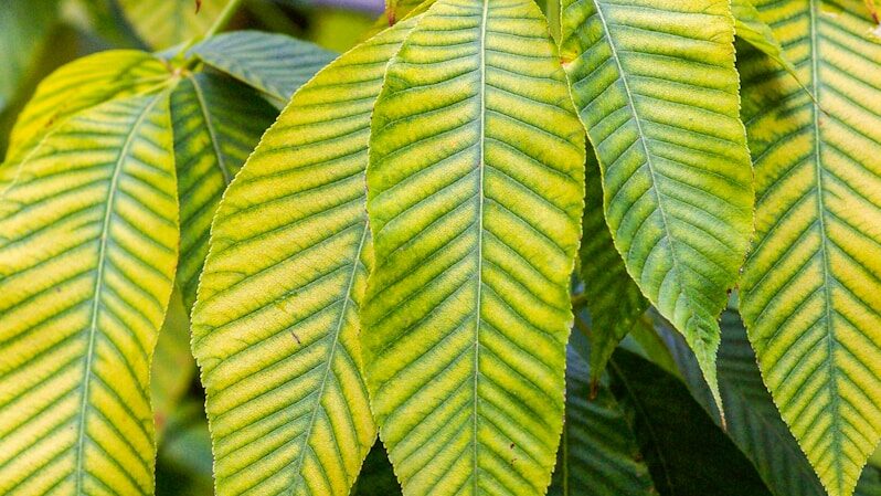 Yellow Kratom Leaf