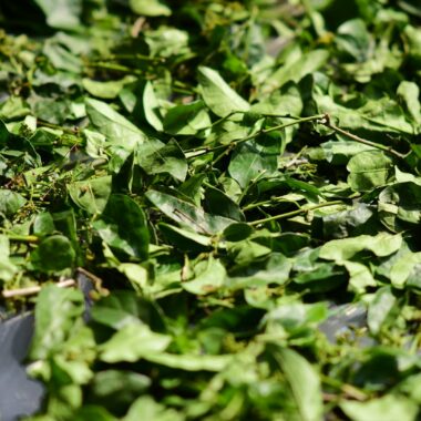 Kratom Blätter – Botanik, Farben und Verarbeitung erklärt