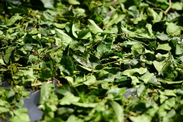 Kratom Blätter – Botanik, Farben und Verarbeitung erklärt 2 Close-up of green leaves drying in the sun outdoors, highlighting natural textures and vibrant colors.