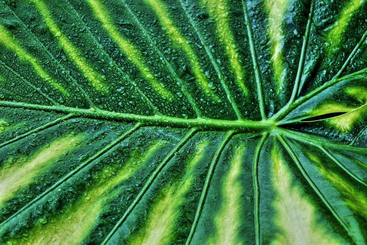 Maeng Da Kratom – Was ist es und woher kommt der berühmte Name? 2 Maeng Da Kratom Blätter mit satter grüner Farbtiefe