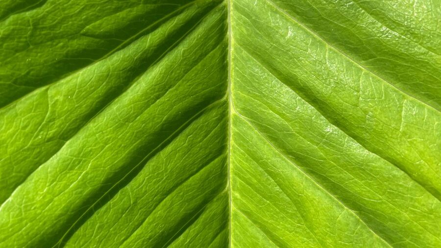 Das Leben der Kratombauern – Wie sieht der Alltag im Anbaugebiet auf Borneo aus? 3 Detailed macro shot of a vibrant green leaf showing intricate textures and patterns.