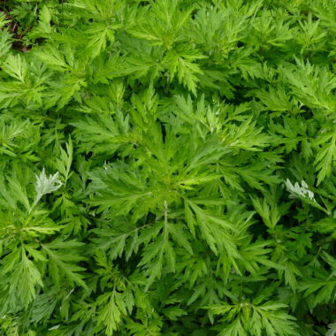 Artemisia annua: Unser neuer Schwester-Shop ist da 1 Artemisia annua: Unser neuer Schwester-Shop ist da