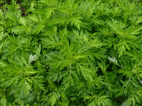 Artemisia annua: Unser neuer Schwester-Shop ist da 1 a411040c db78 40ec bec4 e9b6926478b5