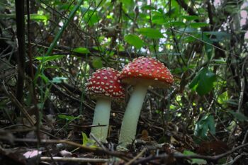 Amanita muscaria — Botanik, Wachstum & Herkunft des Fliegenpilzes 3 Fliegenpilz kaufen — Kaufratgeber & Qualitätskriterien für Sammler 2026