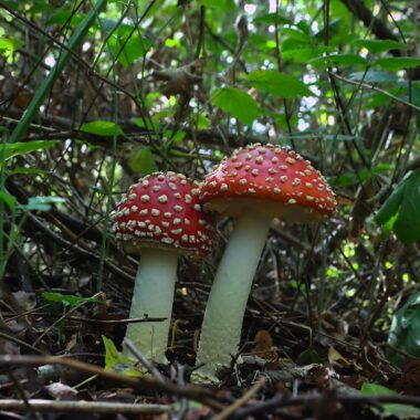 Amanita muscaria — Botanik, Wachstum & Herkunft des Fliegenpilzes 1 Amanita muscaria — Botanik, Wachstum & Herkunft des Fliegenpilzes