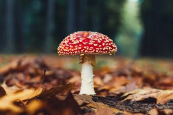 Fliegenpilz kaufen — Kaufratgeber & Qualitätskriterien für Sammler 2026 3 Amanita muscaria — Botanik, Wachstum & Herkunft des Fliegenpilzes