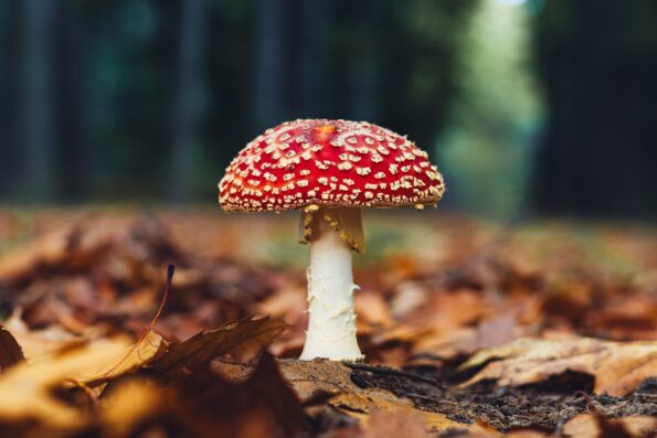 Fliegenpilz kaufen — Kaufratgeber & Qualitätskriterien für Sammler 2026 1 Amanita muscaria im Herbstwald — Fliegenpilz kaufen bei Kratomheld